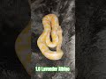 1.0 Lavender Albino #lavender #albino #lavenderalbino #snake #reptiles #breeding #python #pets #male