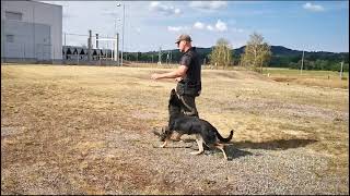Zizzie Obedience Training 220812