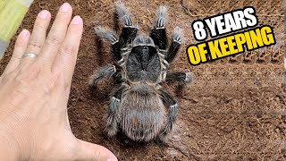 Real Living Giant Spider  Lasiodora parahybana