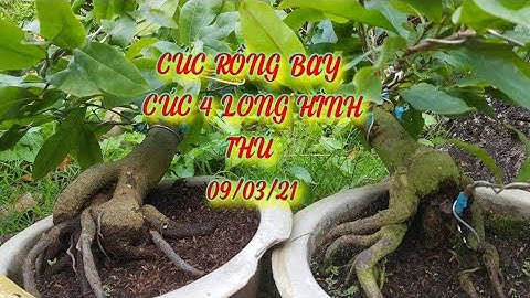 ((ĐÃ BÁN HẾT))) BÁN 9 CÂY CÚC RỒNG BAY. 11 CÂY CÚC 4 LONG HÌNH THÚ BAO SHIP NGÀY 09/03/21