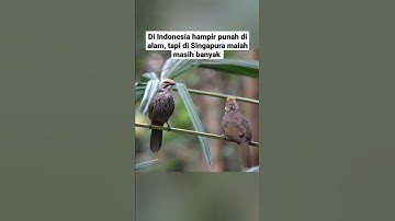 Thumbnail of Burung cucak rawa liar ternyata masih banyak ditemukan di Singapura