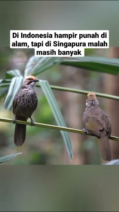 Burung cucak rawa liar ternyata masih banyak ditemukan di Singapura