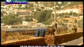 地球宣言2013-03-12 南非狒狒栖息地