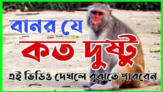 দুষ্টু বানরের খেলা দেখুন হাসি ধরে রাখতে পারবেন না | Monkey বানর | Mohammed Ashraf screenshot 3