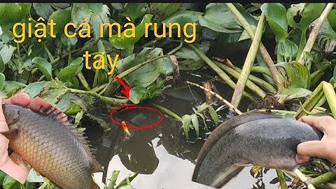 Tập 164 - Câu Cá Rô Đồng - Mùa Nước Nổi Giật Mà Rung Hết Cả Tay @caucatv186.