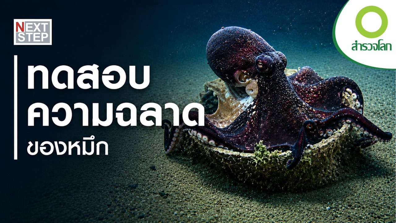 หมึกยักษ์ ฉลาดที่สุดในท้องทะเลจริงหรือ? | สารคดี สำรวจโลก ตอน สมองอัจฉริยะของหมึกยักษ์