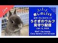 【今日のうさぎ 1/8】ウルフ(ネザーランドドワーフ)といっしょにまったり時間|Wolf the bunny (Netherland Dwarf Bunny) Live Stream