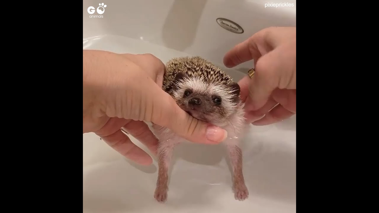 Baby Hedgehog Getting A Bath | Cute Newborn Hedgehog Chilling In The Bath | Go Animals