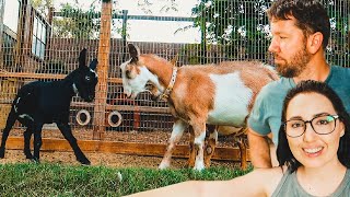 THIS is why the BABIES don't live with the HERD (baby goats first day out)