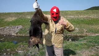 [우마] 괴물쥐, 뉴트리아 사냥, 뉴트리아 요리(Nutria(Coypu) Hunting in Korea)