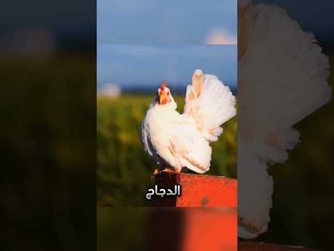 خمسة حيوانات تستطيع العيش بدون راس اكسبلور ترند مضحك ريلز تيك توك   