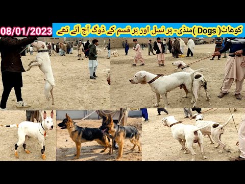 Kohat Mandi Mai Pitbull 🐕Ny Kohati Gultair 🐩 Par Attack👌Kia, Kohat Dogs Market, Ep-59, Pk Animals