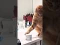 ￼ Cat you don’t broken this one ￼ understood😡😡😜😂😂👀😳 #funny #comedy #cat #shorts