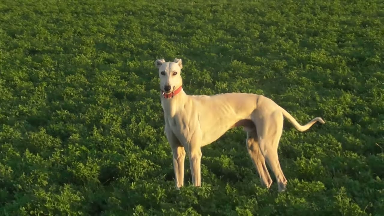 galgos de campo 2021 #2