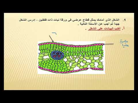 فيديو: بلوط المستنقعات (16 صورة): وصف الأوراق والتوزيع والغرس والعناية