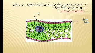 هو الأمثل الورقة تركيب الطبقه الرقيقه