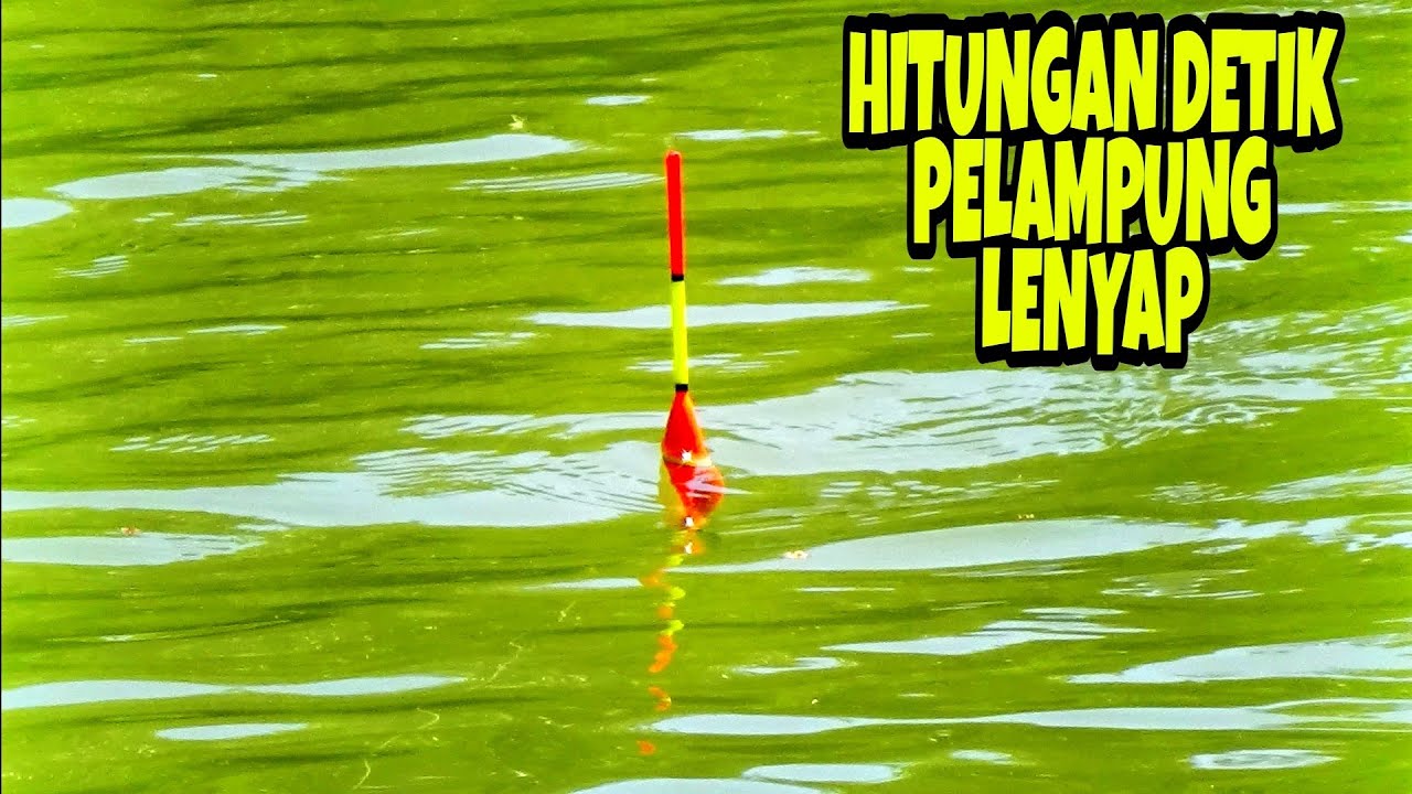 Umpan Mancing Ikan Nila Paling Ampuh (bisa untuk semua jenis ikan