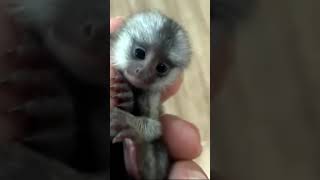 Пальчиковые Обезьянки! Finger Monkeys!