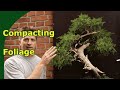 Creating compact juniper bonsai foliage  techniques for garden junipers