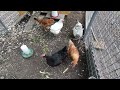 Chickens - fruit day