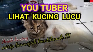 YOU TUBER LIHAT KUCING LUCU,raharjo adi.Track:suara kucing(suara kucing remix)Music by:NCA Music