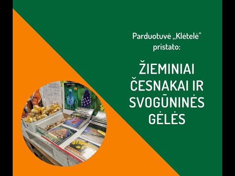 Video: Dviejų Ragų Mattiola (40 Nuotraukų): Auga Iš Sėklų. Kada Sodinti Gėles? „Vasaros Vakaras“ir Kitos Veislės. Kaip Surinkti Sėklas? Sodinti Ir Palikti