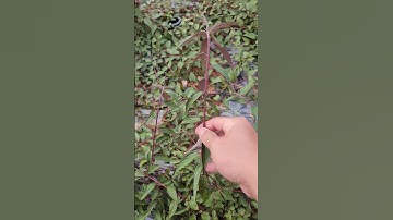 Cung cấp Giống Cây Dòi Tím, Cây Thuốc Dòi (Bọ Mắm) Giống Chuẩn