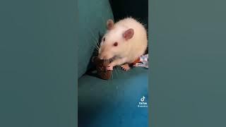 Rat TikTok compilation