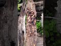 #June#17th#2026#gift🥖&amp;🍖 #outdoors#folklore#bipedal#mimic #humanoid#skinwalker#dogman#goatman#island🏖