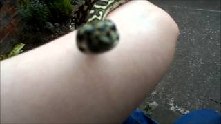 Famous Young Carpet Python Wealth