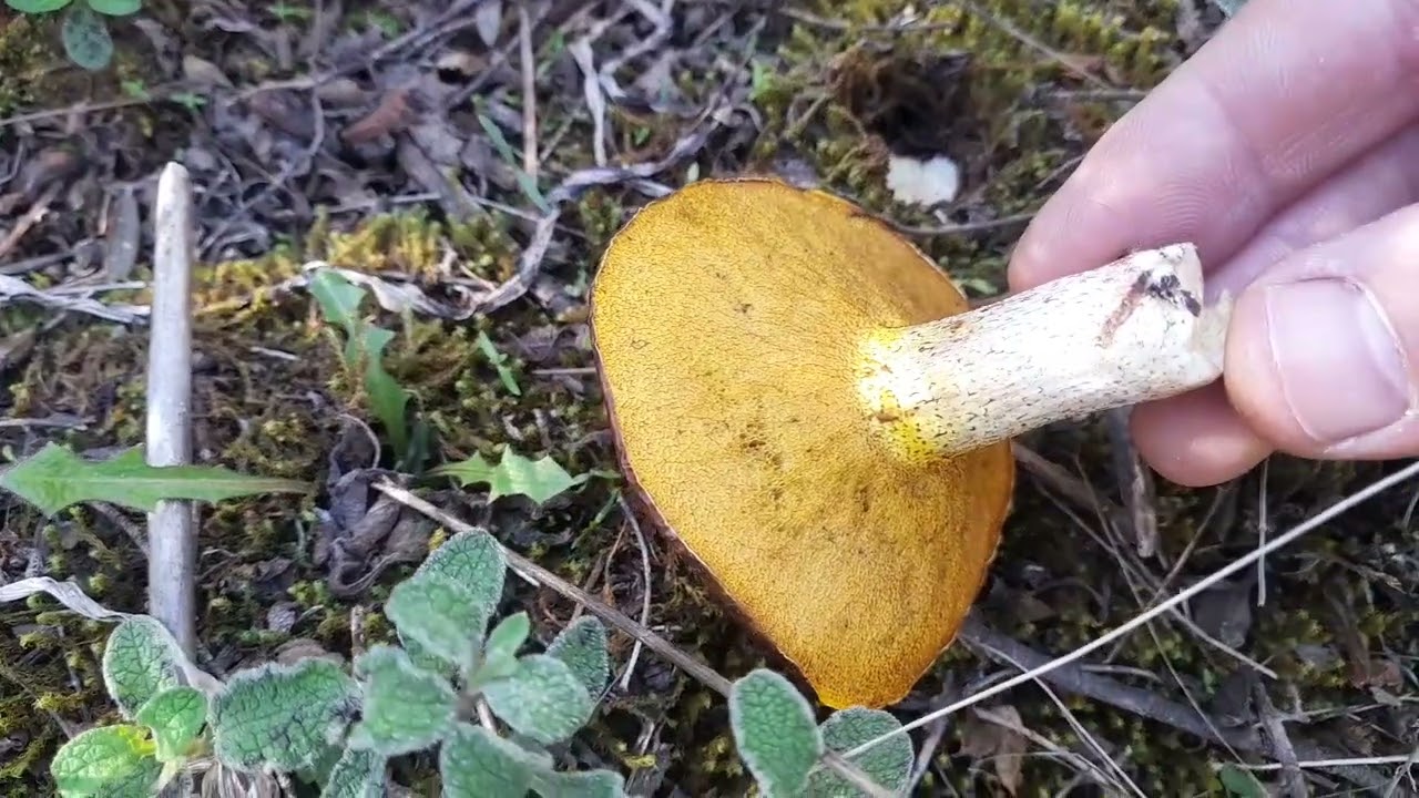 Suillus bellinii, εδώδιμο μανιτάρι