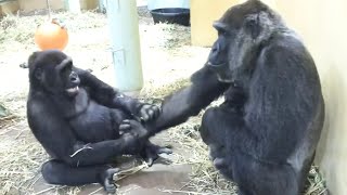 僕を見て！赤ちゃんゴリラにますます嫉妬し、母親の気を引こうとするゲンタロウ⭐️Gorilla【京都市動物園】Look at me mom！Gentaro is jealous of the baby