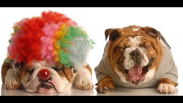 ANTHROPOMORPHISM- WHAT DOES IT MEAN?