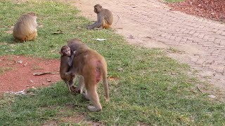 Funny and cute moments of BiBi and her friends || Animals Kingdom