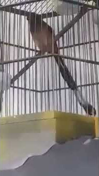 Pentet raja(tangkar uli)  burung unik asli Sumatera