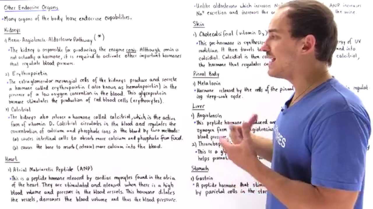 Endocrine Ability of Heart, Kidney, Liver and Skin