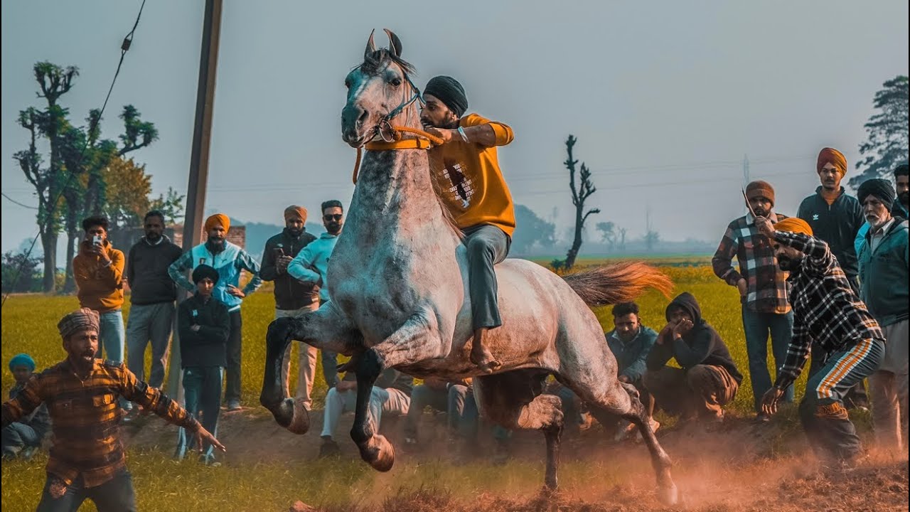 Bareback Horse Racing | New Horse Videos 2025 ( Punjab Highlights ) Trending Horse Racing 2025