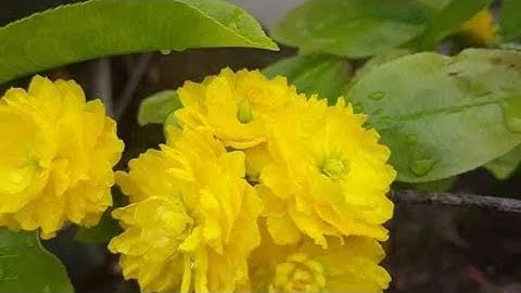 Cúc Hoàng hậu, hoàng huyết long, tiên ông,  2 tầng, cúc tri kỷ. 250k/ cặp.( bao ship)0379640642..5/9