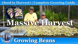 How to Grow Beans, from Seed to Massive Harvest!