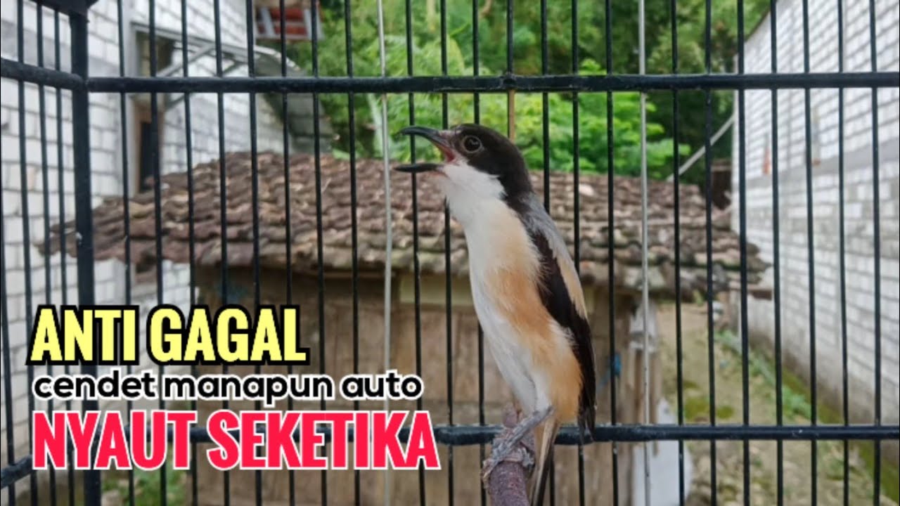 Suara Cendet Gacor Toet toet Efektif Anti Gagal Bikin Cendet Malas pun Langsung Nyaut Bunyi Seketika