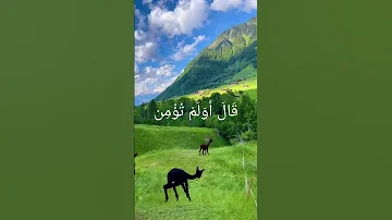 سورة البقرة عبد الرحمن مسعد Explore Shorts قرآن 