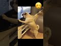 GUAU 😲 Ahora soy un niño grande 🐶 Videos de Perros Chistosos