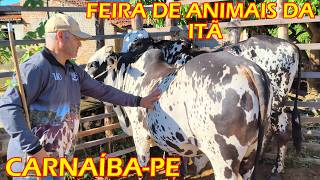 Feira de animais da Itã, Carnaíba-PE (28/06/26)