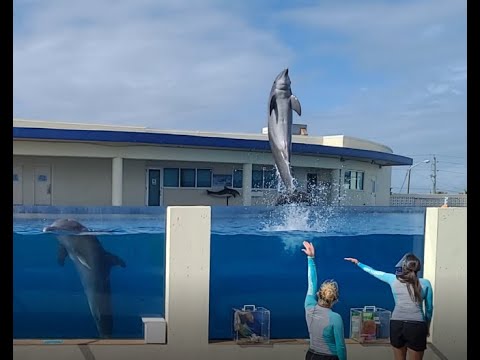 Video: Sa kushton për të hyrë në Marineland Florida?