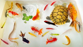 Catch Monster Toman Fish, Ornamental Fish, Betta Fish, Molly Fish, Koi, Glofish, Catfish, Turtle