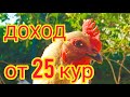 Доход от 25 кур-несушек. Сколько яиц несут 25 кур? 🐔