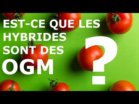 Vidéo: Un Hybride De Pommes De Terre Et De Tomates Est Apparu Au Royaume-Uni - Vue Alternative