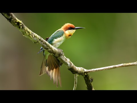 Chestnut-Headed Bee-Eater I Endemic Subspecies I Birds of Andamans #NatureattheBest