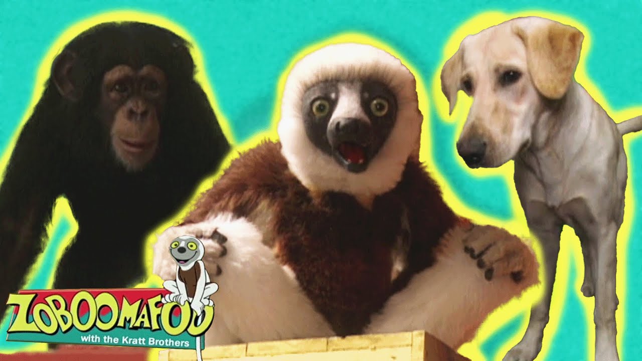 Você Consegue Sentir? | Zoboomafoo Português - WildBrain | Episódios Completos para Crianças