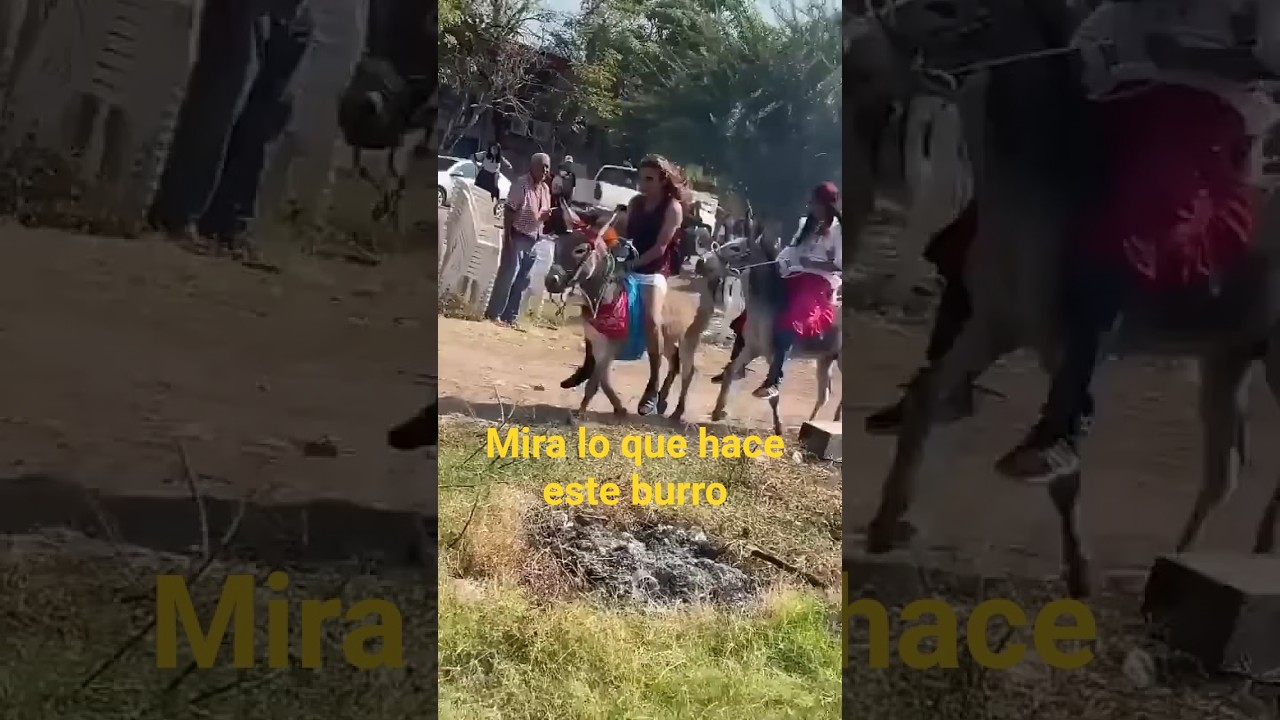 Burro peligroso tumba a su dueño y quiere montar al que lleva la delantera 